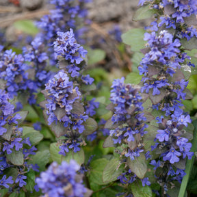 Vente 3 Bugles rampantes Atropurpurea - Ajuga reptans Atropurpurea