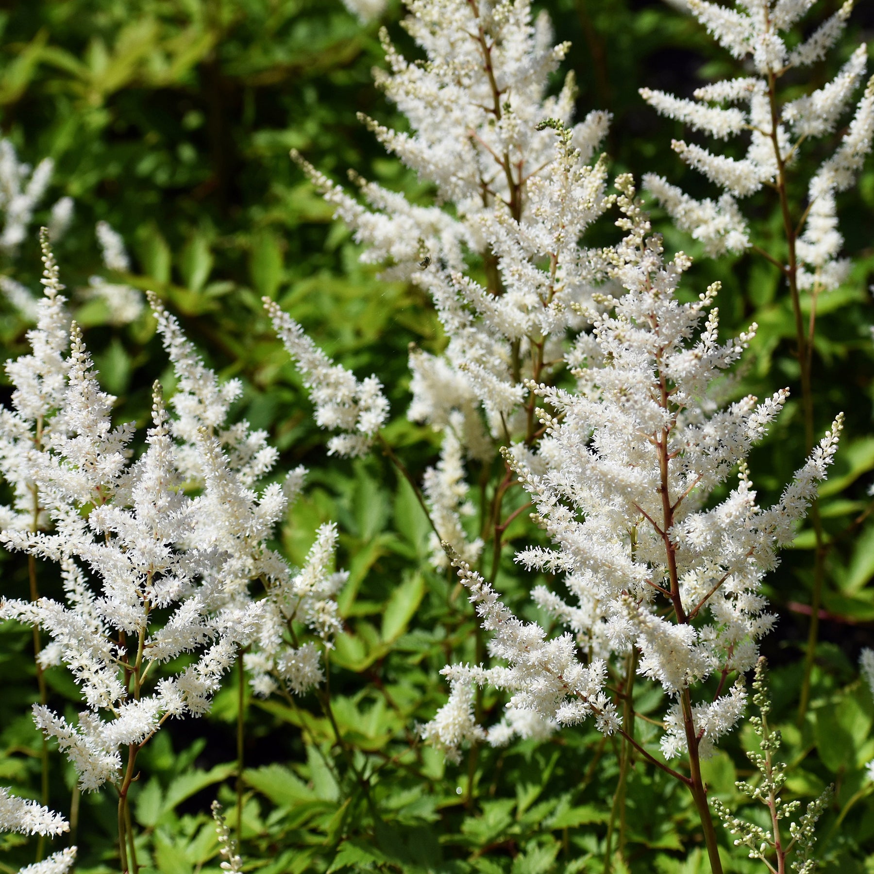 Astilbe d'Arends Brautschleier - Astilbe x arendsii Brautschleier - Willemse