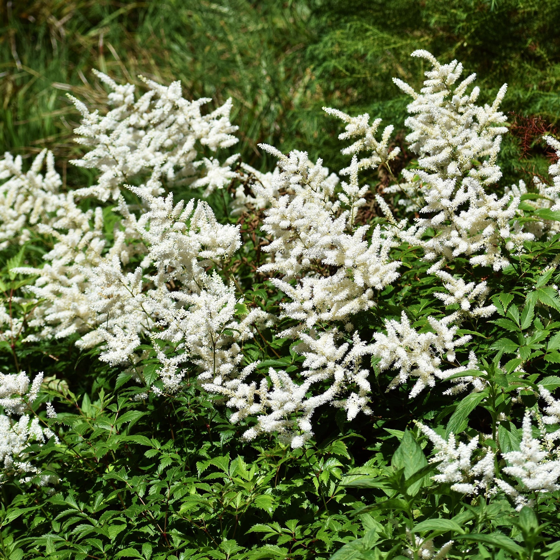 Astilbe x arendsii Brautschleier - Astilbe d'Arends Brautschleier - Astilbe