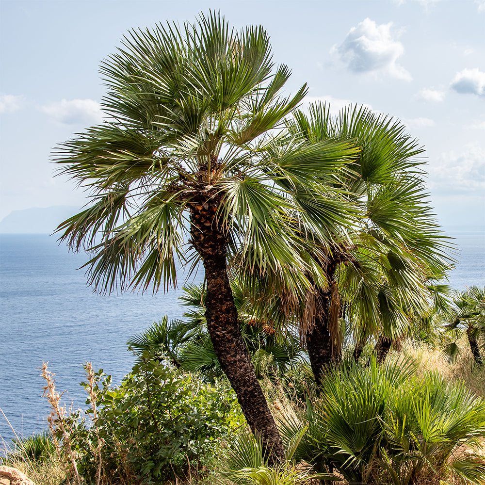 Chamaerops humilis - Palmier nain de Méditerranée - Palmier