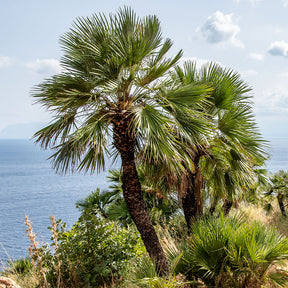 Chamaerops humilis - Palmier nain de Méditerranée - Palmier