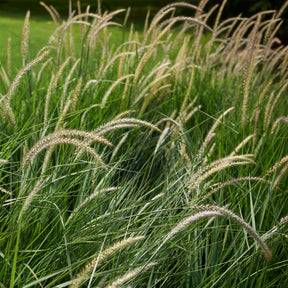 Herbe aux écouvillons d'Orient Fairy Tails