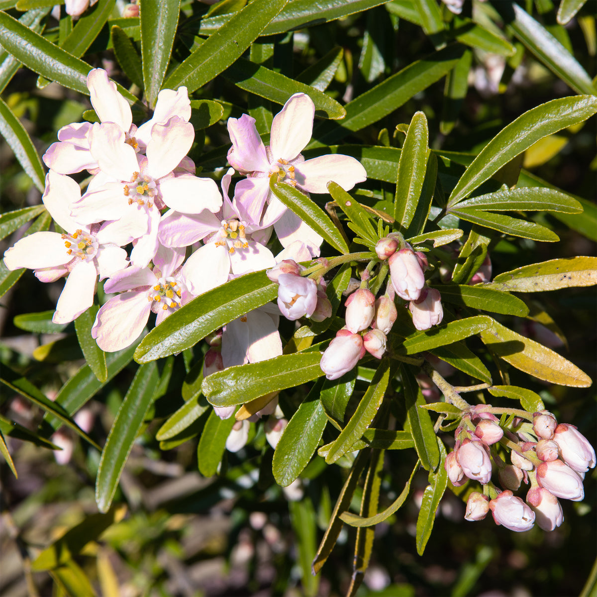 Oranger du Mexique Apple Blossom - Willemse