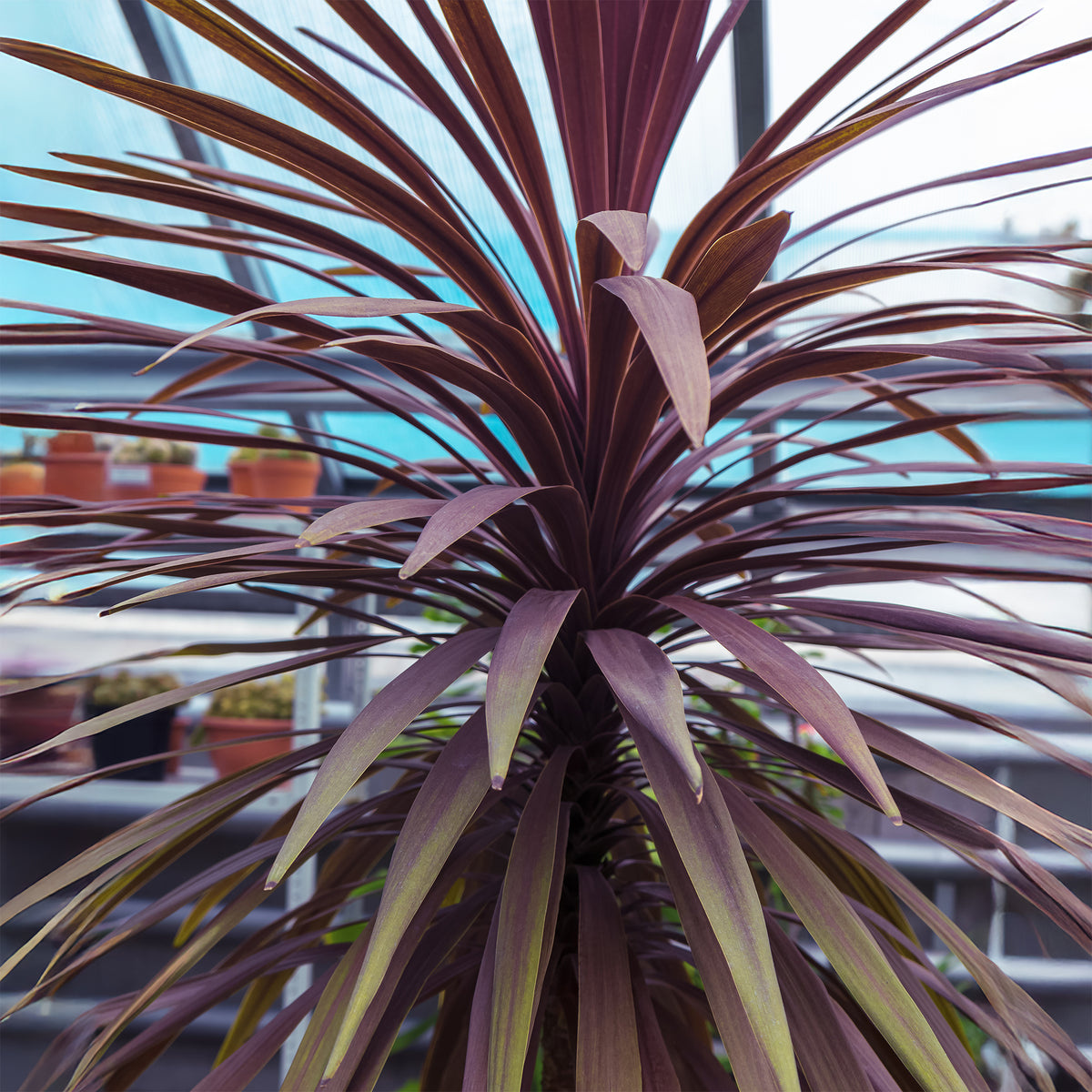 Cordyline australis Choc-Mint® - Cordyline australis Choc-Mint® - Willemse