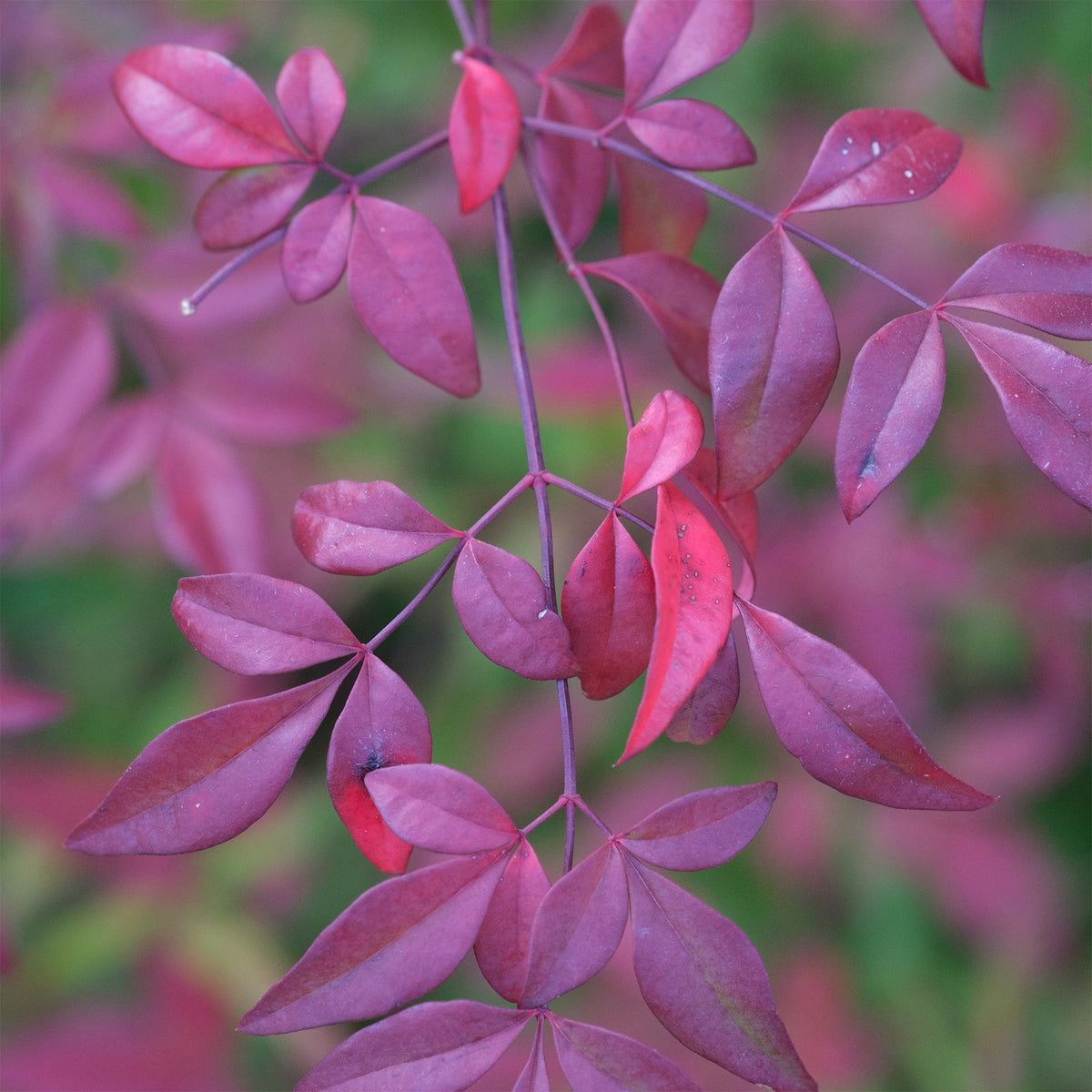 Bambou sacré nain Flirt - Nandina domestica Flirt Murasaki - Willemse