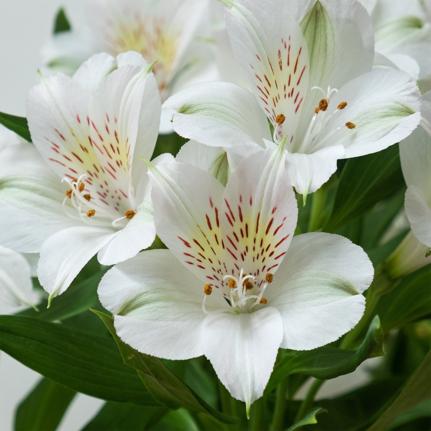 Lys des Incas - Alstroemères Majestic Mazé ® - Alstroemeria Majestic Mazé - Willemse