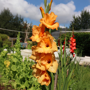 Gladiolus Cornelli - 15 Glaïeuls Cornelli - Glaïeul