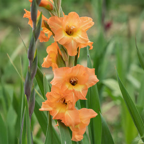 15 Glaïeuls Cornelli - Gladiolus Cornelli - Willemse