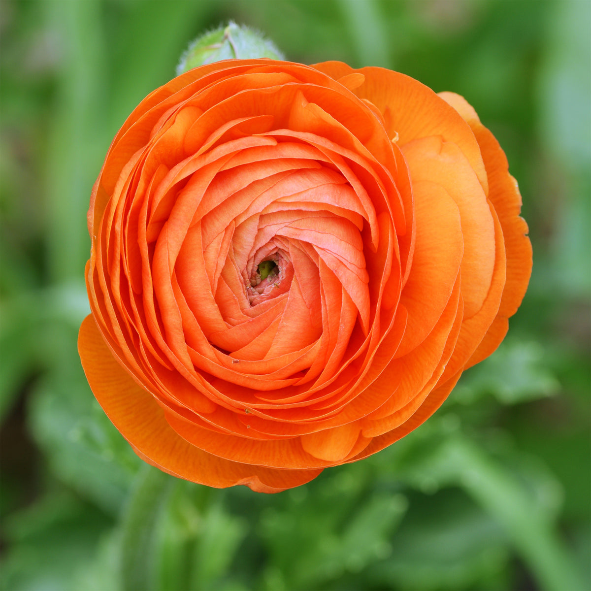 10 Renoncules Orange Flame - Ranunculus Orange Flame - Willemse