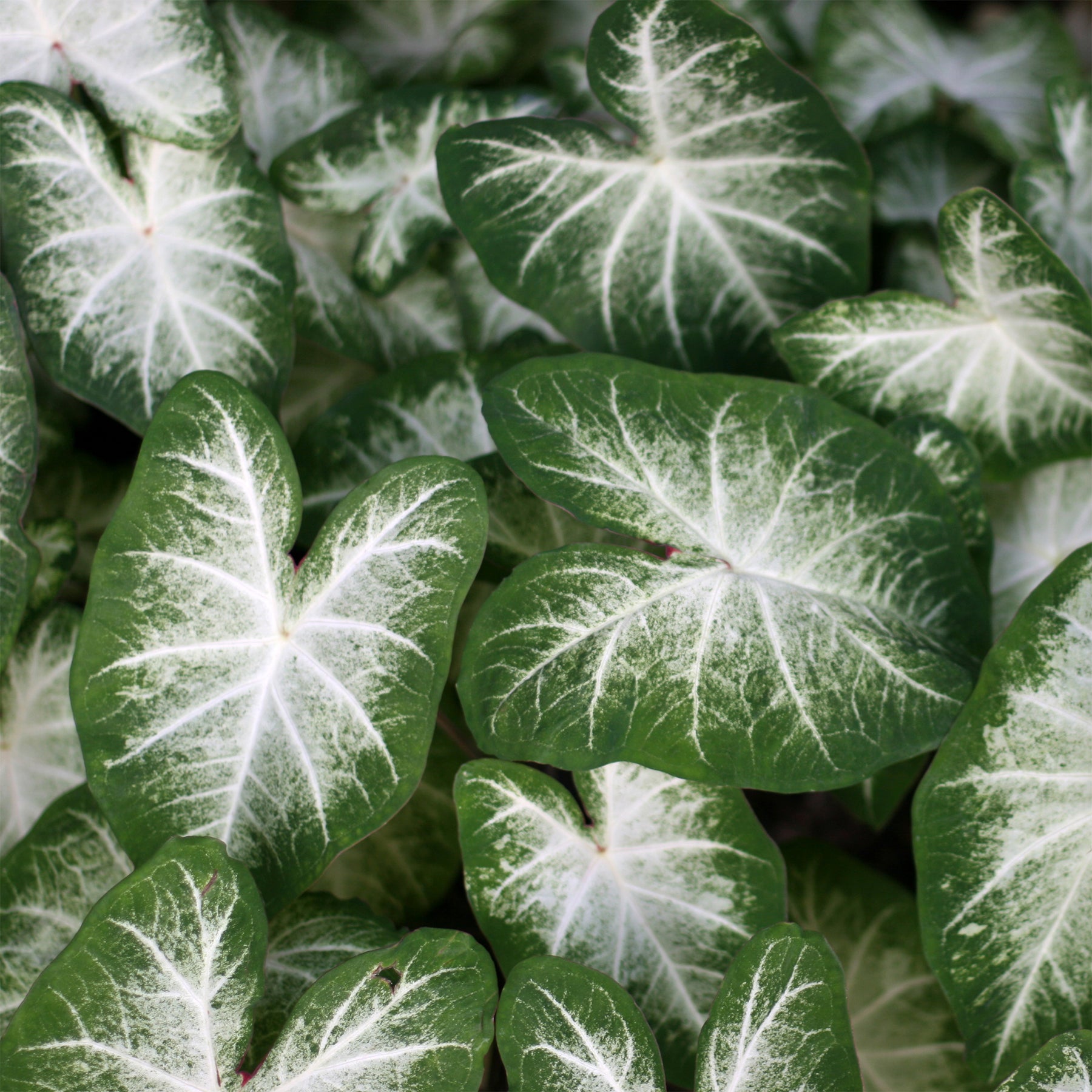 Caladium Aaron - Willemse