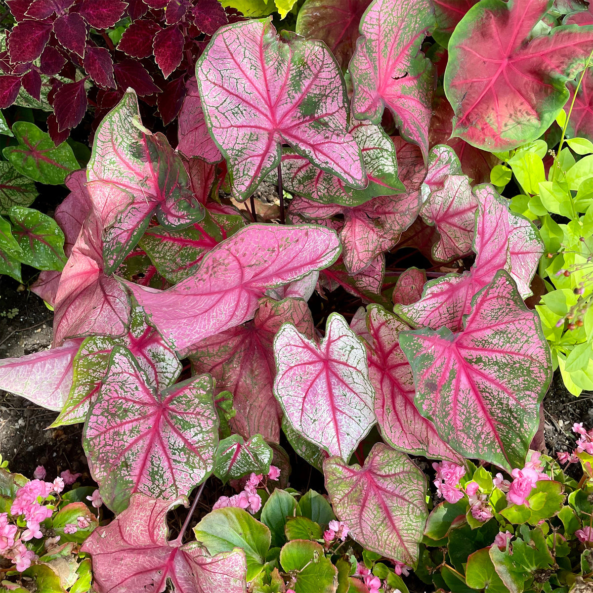 Caladium Cherry Blossom - Willemse