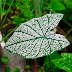 Caladium White Christmas - Willemse