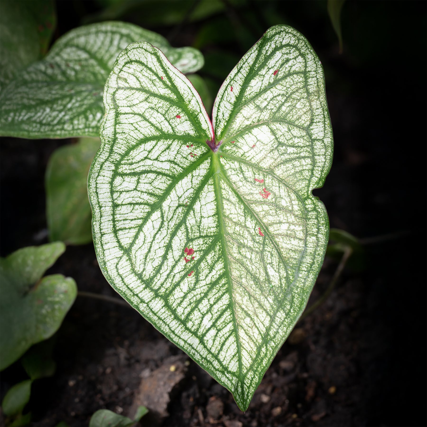 Caladium x hortulanum White Christmas - Caladium White Christmas - Caladium