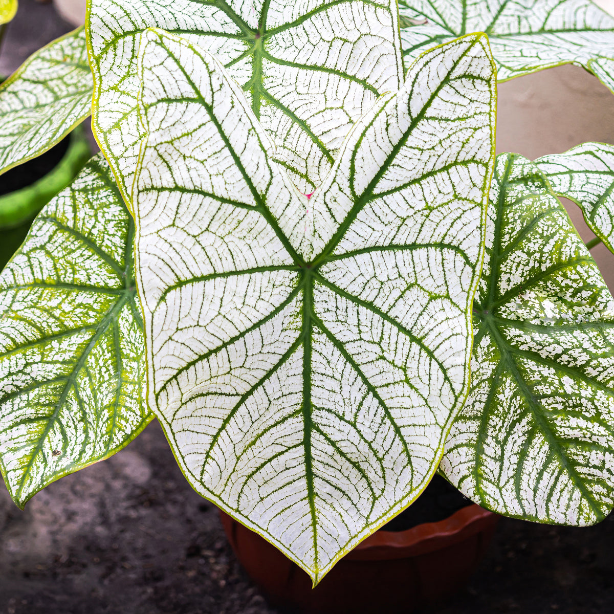 Caladium White Christmas - Caladium x hortulanum White Christmas - Willemse