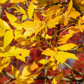 Frêne d'Amérique Skyline - Fraxinus americana Skyline - Willemse