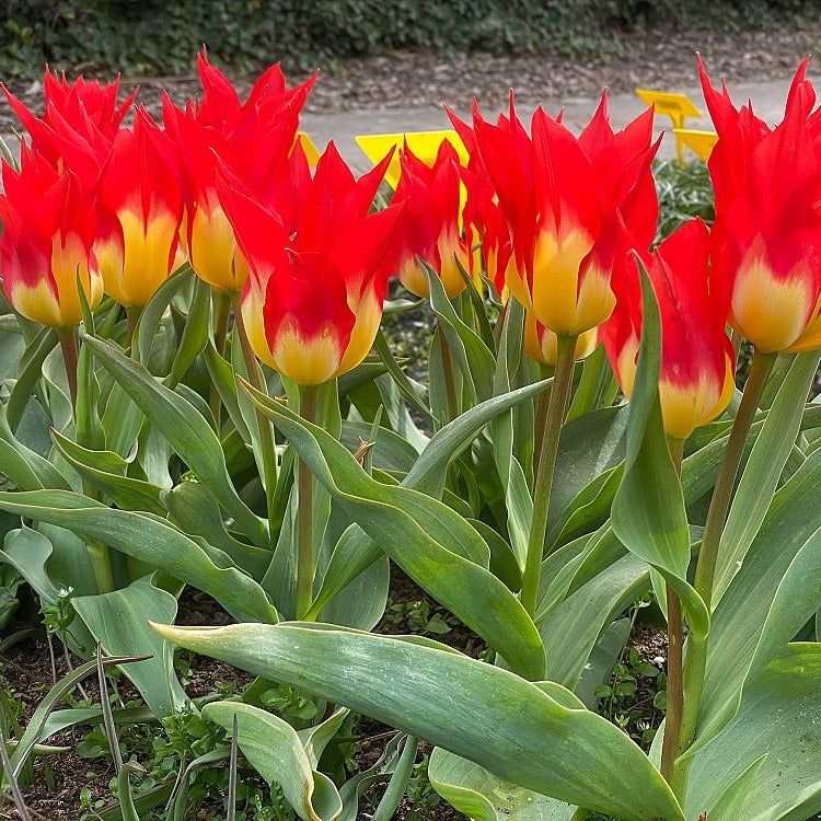 5 Tulipes 'Flames Mystery' - Tulipa Fosteriana Flames Mystery - Willemse