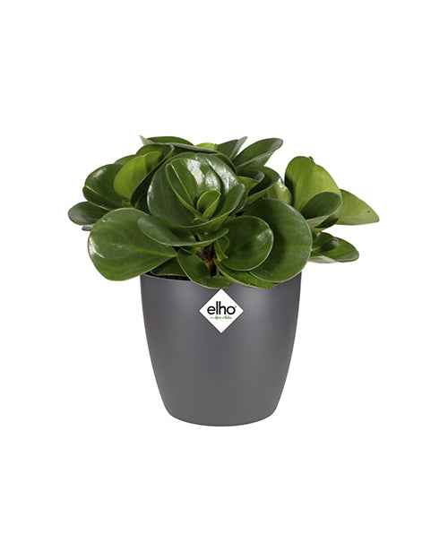 Cache-pot Brussels Round anthracite ELHO - Plantes