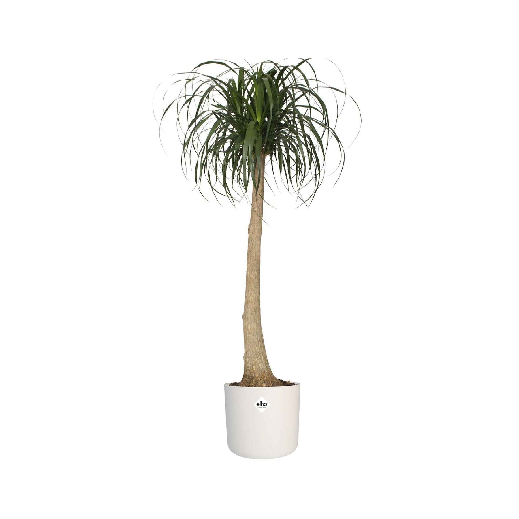 Elho Cache-pot B for soft rond blanc - Pots et contenants pour cultiver vos plantes