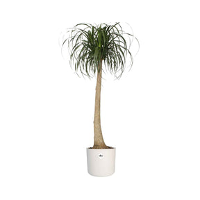 Elho Cache-pot B for soft rond blanc - Pots et contenants pour cultiver vos plantes