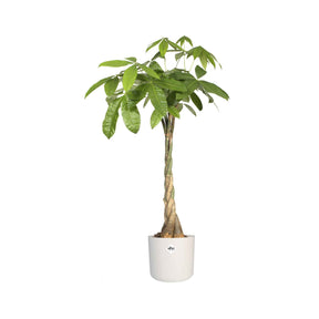 Elho Cache-pot B for soft rond blanc - Cache-pots