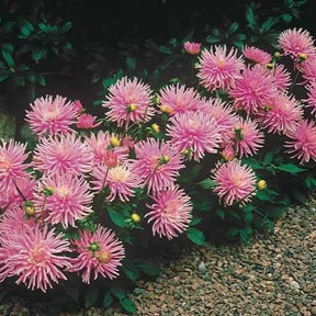 3 Dahlias cactus nain Park Princess - Dahlia park princess - Plantes