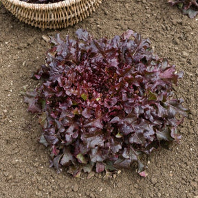 Collection salades à couper : Feuille de chêne, Lollo rossa, Red sala - Collection de salades à couper - Salades