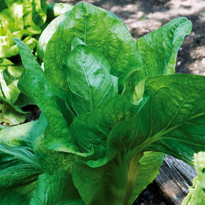 Chicorée sauvage Améliorée pain de sucre - Cichorium  intybus améliorée pain de sucre - Willemse