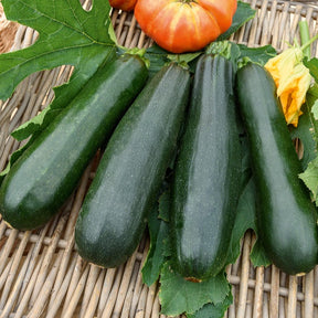 Courgette Black Beauty