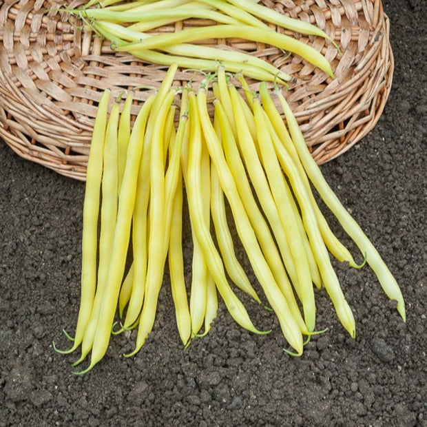 Haricot nain beurre De Rocquencourt - Phaseolus vulgaris de rocquencourt - Graines de fruits et légumes