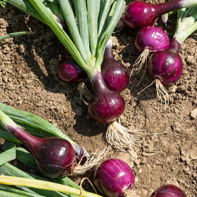 Oignon Red Baron - Allium cepa red baron - Willemse