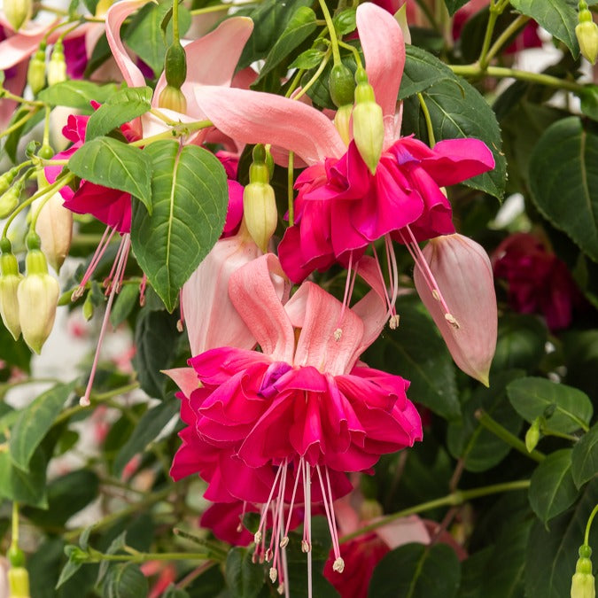 3 Fuchsias à fleurs géantes Bella Rosella