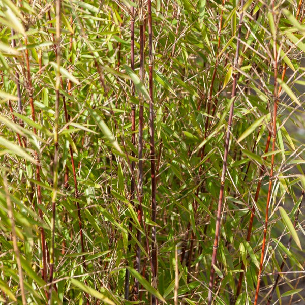 Collection de 3 arbustes pour jardin japonais - Fargesia scabrida, cornus controversa, acer palmat - Willemse