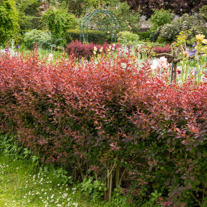 Haie de Berberis rouges - Berberis thunbergii atropurpurea - Plantes