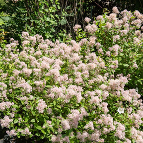 Céanothe Marie Simon - Ceanothus x pallidus marie simon