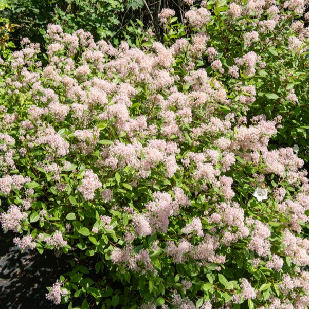 Collection de 2 Céanothes - Ceanothus impressus victoria, ceanothus x pallidus - Plantes