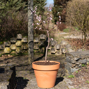 Vente Mini-abricotier - Prunus armeniaca Aprigold