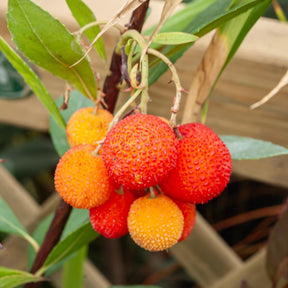 Arbousier - Arbutus unedo - Willemse