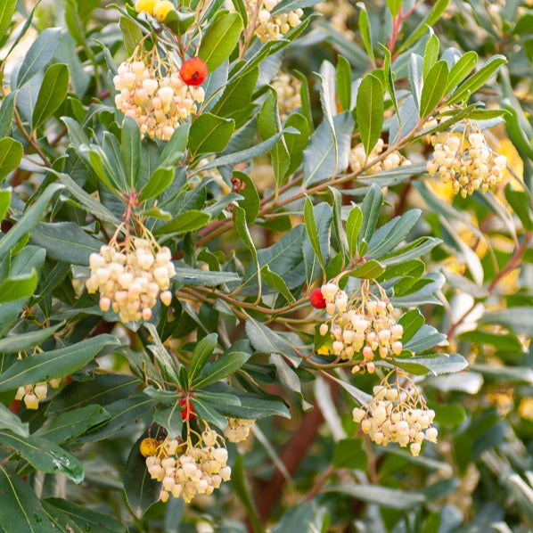 Arbutus unedo - Arbousier - Arbustes à feuillage persistant