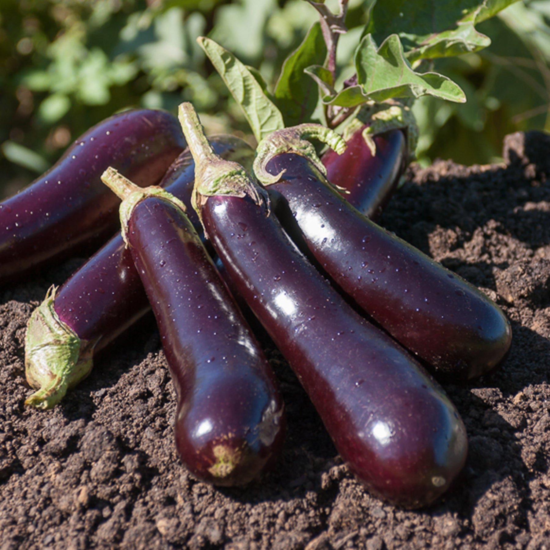 Aubergine Violette de Barbentane - Willemse