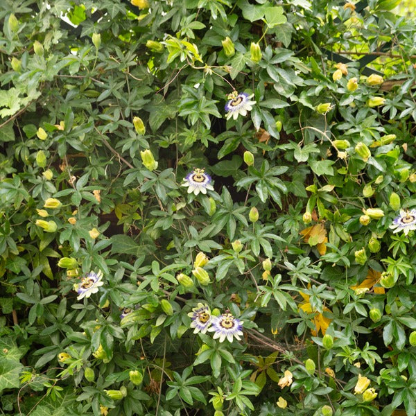 Passiflore bleue - Passiflora caerulea