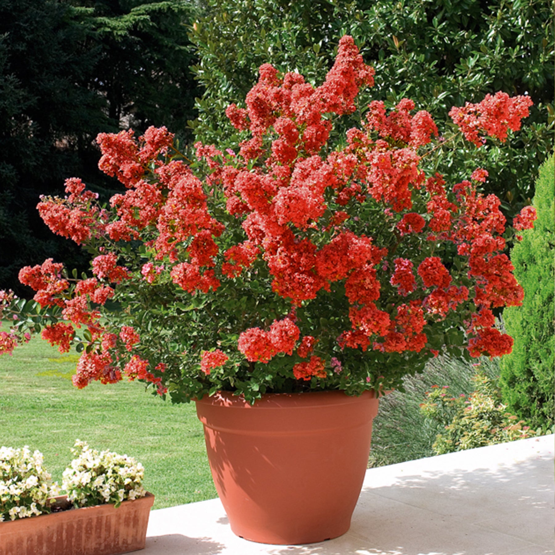 Lilas des Indes - Lilas des Indes rouge - Lagerstroemia indica Red Imperator