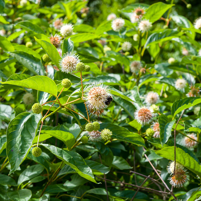 Cephalanthus occidentalis sur tige - Cephalanthus occidentalis - Willemse