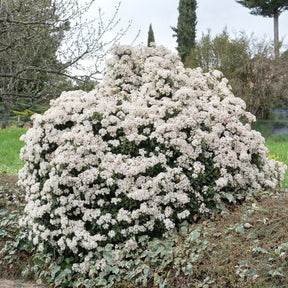 Viorne tin - Viburnum tinus - Viornes