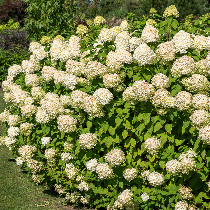 Hortensia paniculé Silver Dollar - Hydrangea paniculata Silver Dollar - Willemse