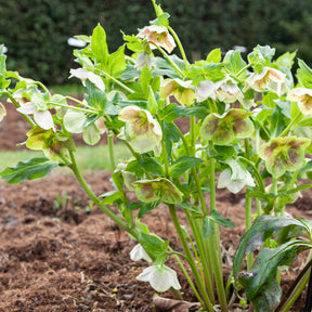 Hellébore d'Orient White Lady Spotted - Helleborus orientalis white lady spotted - Willemse