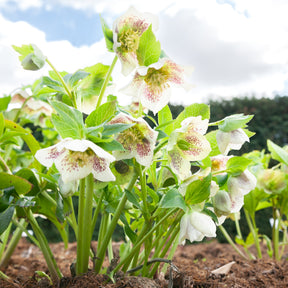 Helleborus orientalis white lady spotted - Hellébore d'Orient White Lady Spotted - Hellébores