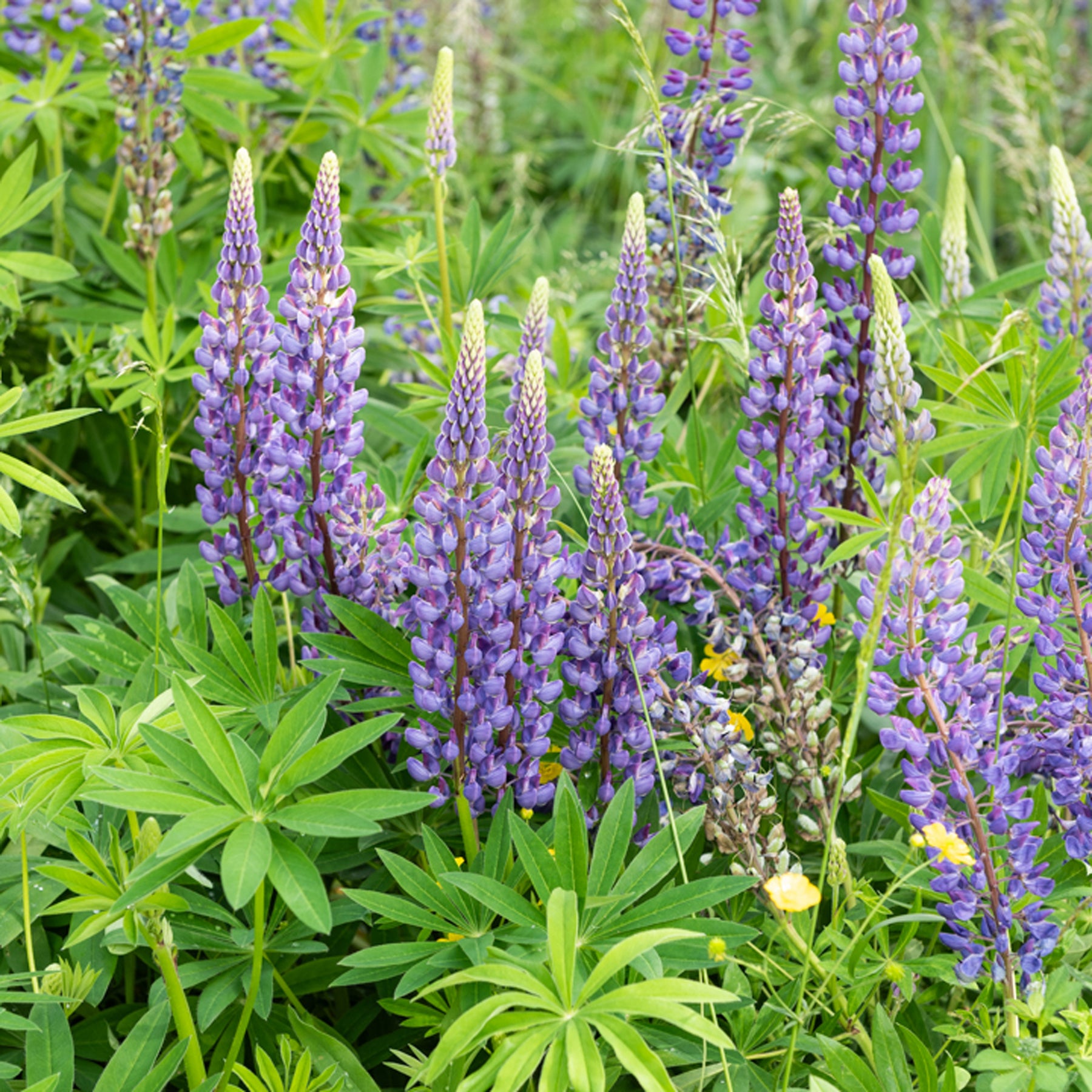 Lupin Gallery Blue