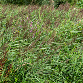 Roseau commun - Phragmites australis - Willemse