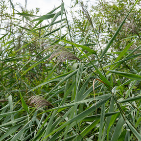 Phragmites australis - Roseau commun - Plantes de berges