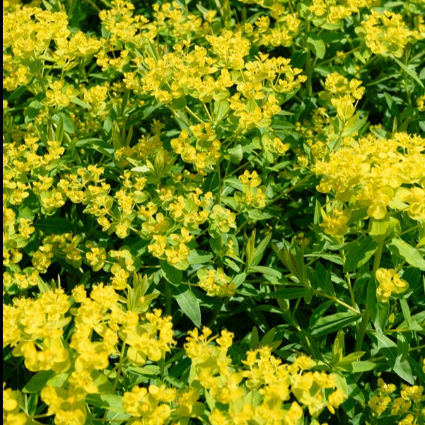 Euphorbe des marais - Euphorbia palustris - Plantes vivaces